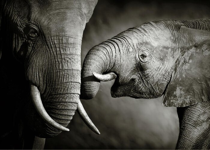 Elephant; Interact; Touch; Gently; Trunk; Young; Large; Small; Big; Tusk; Together; Togetherness; Passionate; Affectionate; Behavior; Art; Artistic; Black; White; B&w; Monochrome; Image; African; Animal; Wildlife; Wild; Mammal; Animal; Two; Moody; Outdoor; Nature; Africa; Nobody; Photograph; Addo; National; Park; Loxodonta; Africana; Muddy; Caring; Passion; Affection; Show; Display; Reach Greeting Card featuring the photograph Elephant affection by Johan Swanepoel