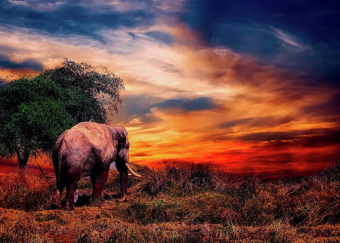 Elephant Greeting Card featuring the photograph Elephant At Sunset by Mountain Dreams