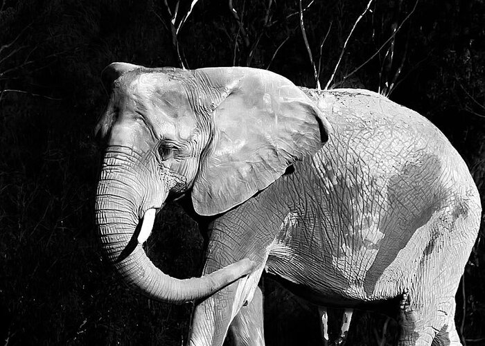 Elephant Greeting Card featuring the photograph Elephant by Camille Lopez