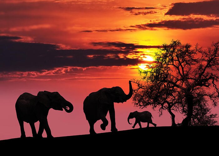 Africa Greeting Card featuring the photograph Elephant family at sunset by Jaroslaw Grudzinski