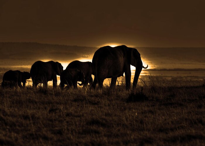 Elephant Greeting Card featuring the photograph Elephant Herd On The Masai Mara by Aidan Moran