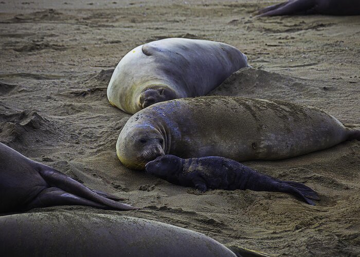 Elephant Greeting Card featuring the photograph Elephant Seal Mom And Pup by Garry Gay