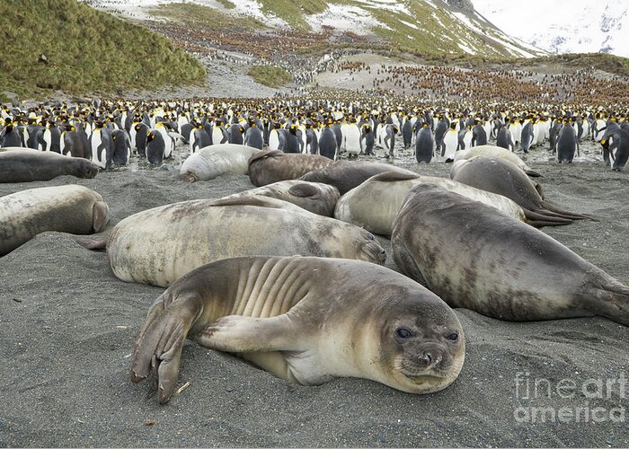 00345986 Greeting Card featuring the photograph Elephant Seal Weaner Pups by Yva Momatiuk John Eastcott
