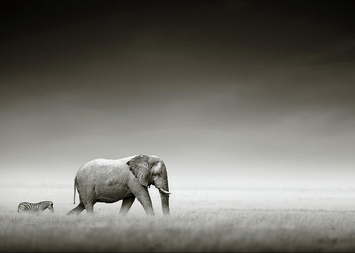 Elephant; Zebra; Behind; Follow; Huge; Big; Grass; Grassland; Field; Open; Plains; Grassfield; Dark; Sky; Together; Togetherness; Art; Artistic; Black; White; B&w; Monochrome; Image; African; Animal; Wildlife; Wild; Mammal; Animal; Two; Moody; Outdoor; Nature; Africa; Nobody; Photograph; Etosha; National; Park; Loxodonta; Africana; Walk; Namibia Greeting Card featuring the photograph Elephant with zebra by Johan Swanepoel