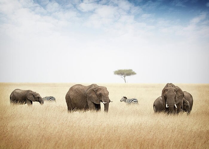 Elephant Greeting Card featuring the photograph Elephants Grazing in Kenya Africa by Good Focused