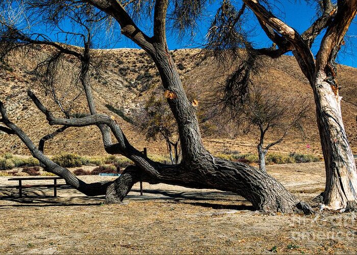 Elizabeth Lake; Sierra Pelona Mountains; Leona Valley; Yellow; Blue; Brown; Sky; Mountain; Trees; Picnic Tables; Abandoned Park Greeting Card featuring the photograph Elizabeth Lake Tree by Joe Lach