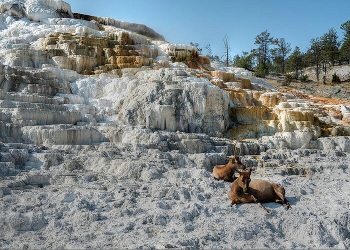 Mammoth Hot Springs Greeting Card featuring the photograph Elk at Liberty Cap by Norman Reid