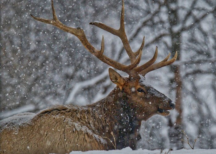 Bull Greeting Card featuring the photograph Elk Enjoying the Snow by Michael Peychich