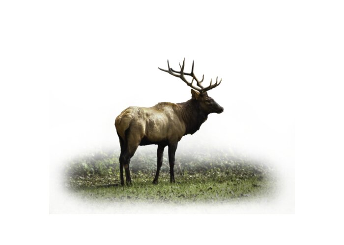 Elk Greeting Card featuring the photograph Elk III by Debra and Dave Vanderlaan