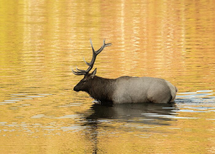 Yellowstone Greeting Card featuring the photograph Elk in Golden River by Scott Read