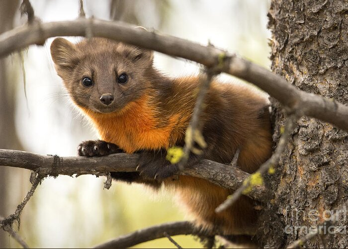 Pine Marten Greeting Card featuring the photograph Elusive by Aaron Whittemore