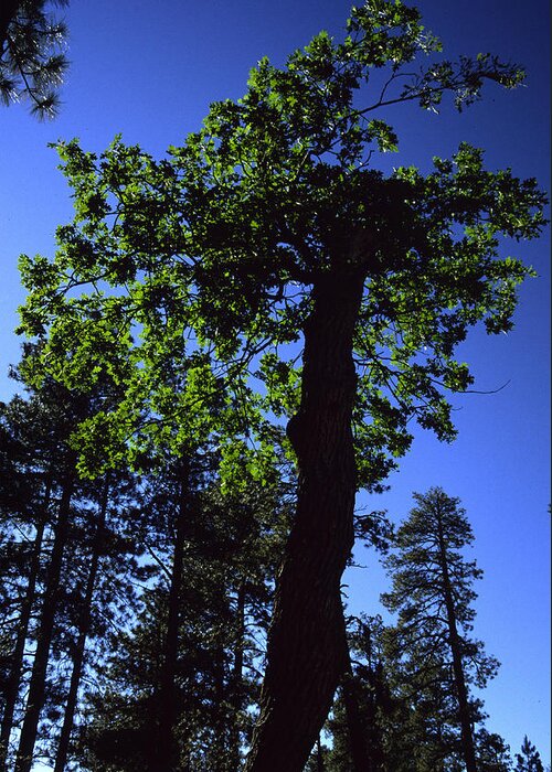 Oak Tree Greeting Card featuring the photograph Emerald Oak by Randy Oberg