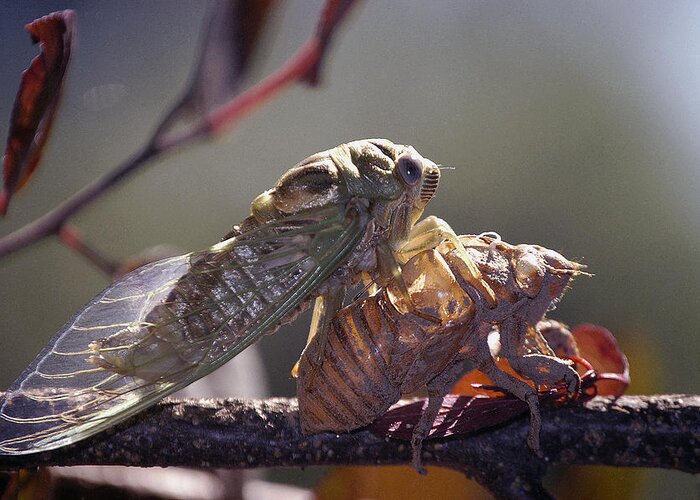 Cicada Greeting Card featuring the photograph Emerging - Cicada 1 by DArcy Evans
