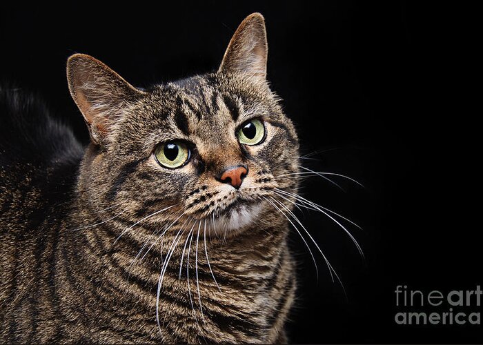 Fine Art Cat Greeting Card featuring the photograph Emmy The Cat Ponder by Andee Design