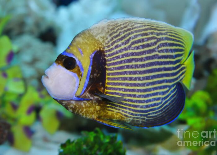 Emperor Angelfish Greeting Card featuring the photograph Emperor Angelfish Adult by Olga Hamilton