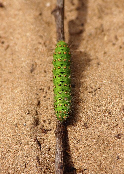 Emperor Moth Caterpillar Green Yellow Black Tufts Sand Twig Insect Nature Wildlife Shadow Greeting Card featuring the photograph Emperor Moth Caterpillar by Jeff Townsend