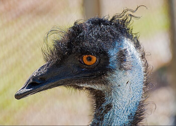 Emu Greeting Card featuring the photograph Emu by Kenneth Albin