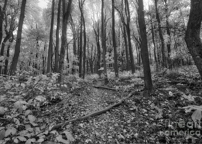 Autumn Hiking Trail Greeting Card featuring the photograph Enchanted Forest BW by Michael Ver Sprill