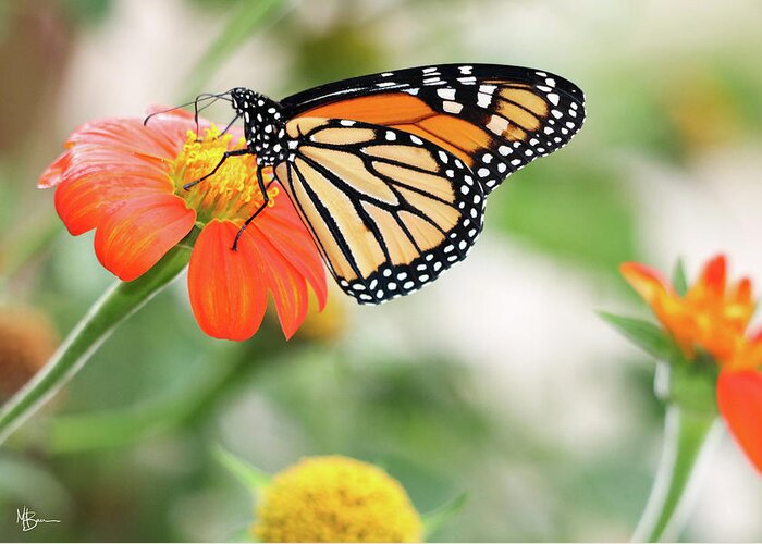 Butterfly Greeting Card featuring the photograph End of Summer Flight by Mary Anne Delgado