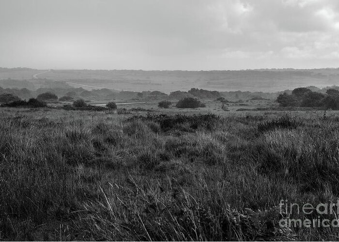 Heathland Greeting Card featuring the photograph English Heathland by Perry Rodriguez