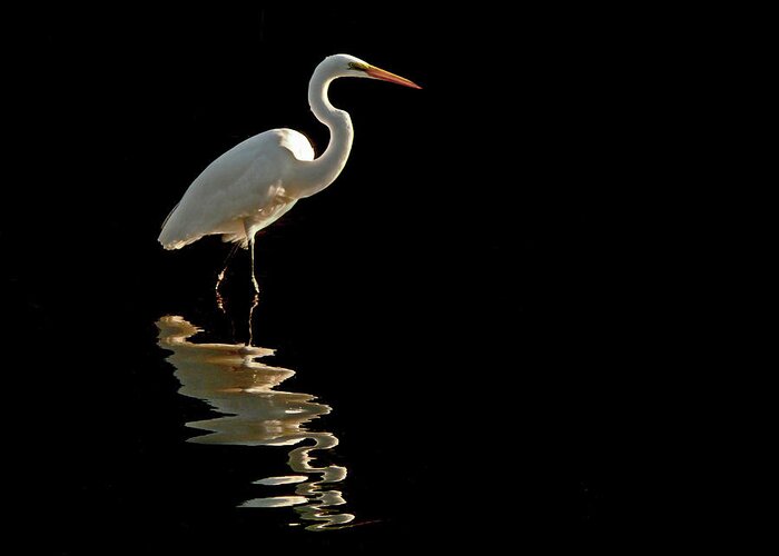 Egrets Greeting Card featuring the photograph Ergret Reflecting by Stuart Harrison