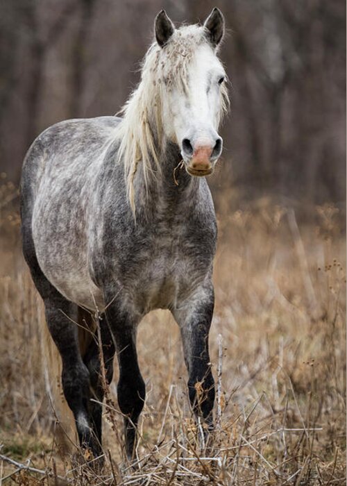 Horse Greeting Card featuring the photograph Escape by Holly Ross