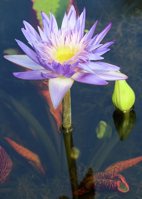 Pond Greeting Card featuring the photograph Essence of the Water Lily by Mary Anne Delgado