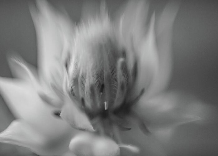 Plant Greeting Card featuring the photograph Ethereal in Black and White by Teresa Wilson