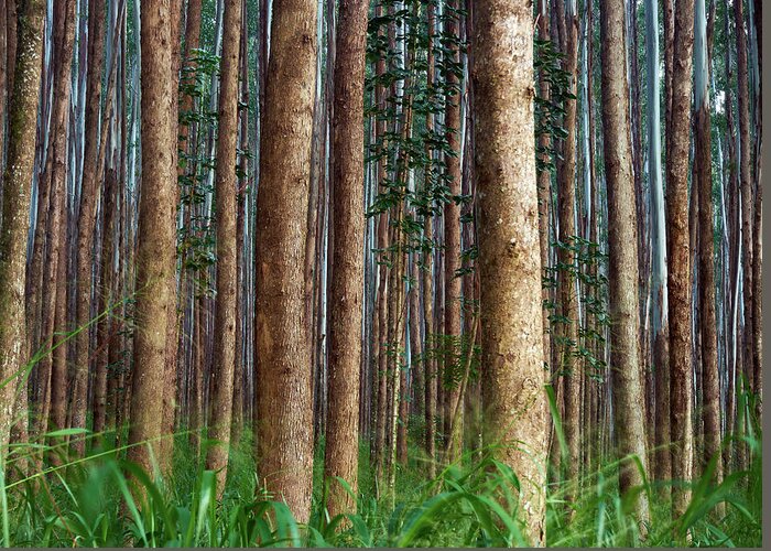 Hawaii Greeting Card featuring the photograph Eucalyptus Forest by Christopher Johnson