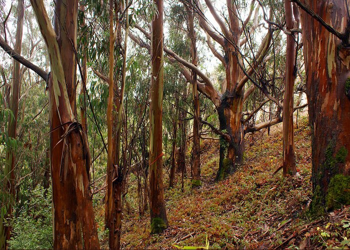 Forest Greeting Card featuring the photograph Eucalyptus Grove in California by Ben Upham III