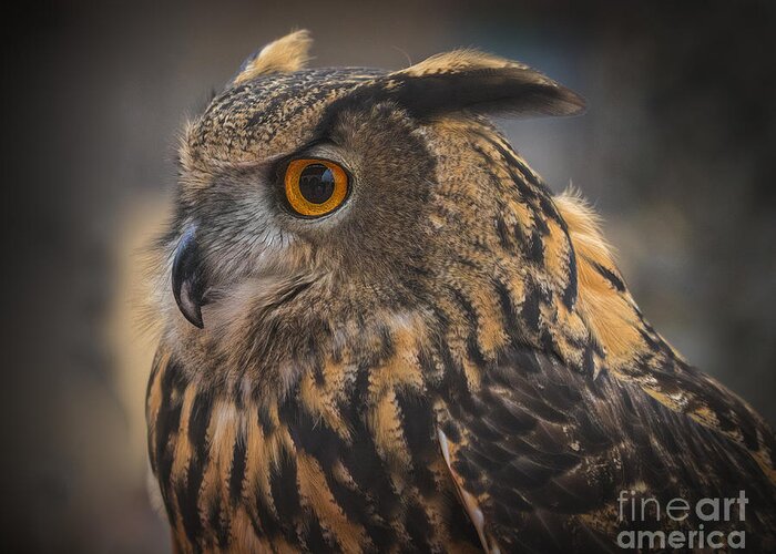 Eurasian Eagle Owl Greeting Card featuring the photograph Eurasian Eagle Owl Portrait 2 by Mitch Shindelbower