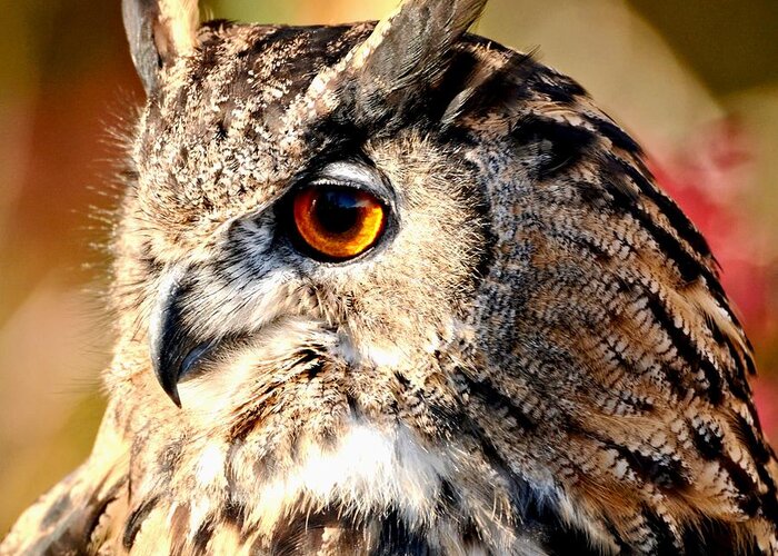 Owl Greeting Card featuring the photograph Eurasion Eagle Owl by Amy McDaniel