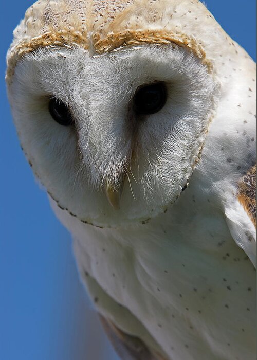 Owl Greeting Card featuring the photograph European Barn Owl by JT Lewis