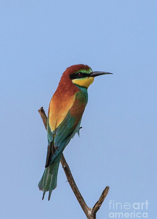 European Bee-eater Greeting Card featuring the photograph European Bee-eater by Jennifer Ludlum