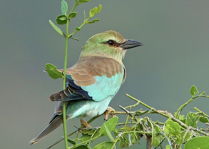 European Roller Greeting Card featuring the photograph European Roller by Steven Upton