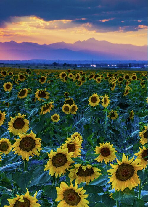 Colorado Greeting Card featuring the photograph Evening Colors Of Summer by John De Bord