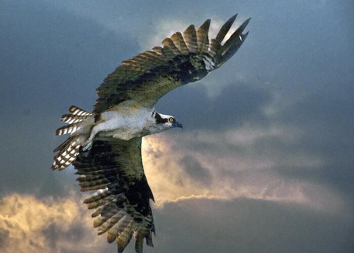 Osprey Greeting Card featuring the photograph Evening Flight by Brian Tarr