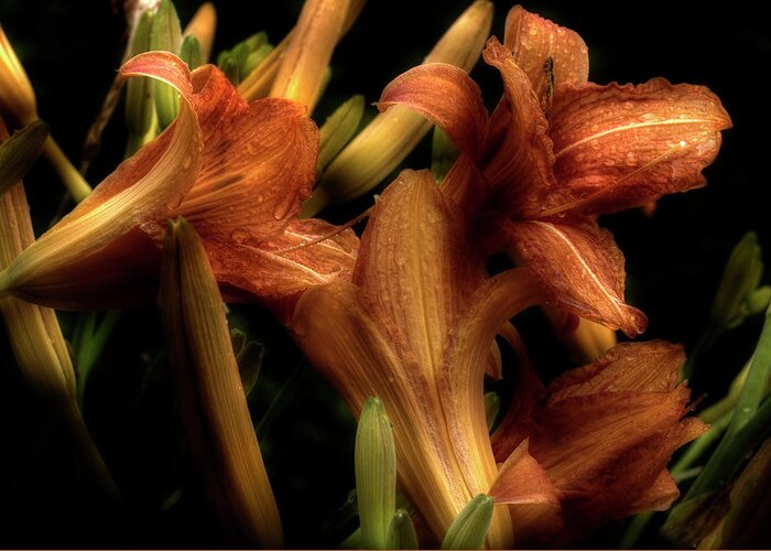Lilies Greeting Card featuring the photograph Evening Lilies by Mike Eingle