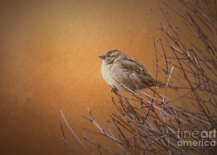 Nature Greeting Card featuring the photograph Evening Sparrow Song by Sharon McConnell