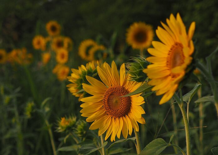 Sunflower Greeting Card featuring the photograph Evening Sunflowers by Paula Ponath
