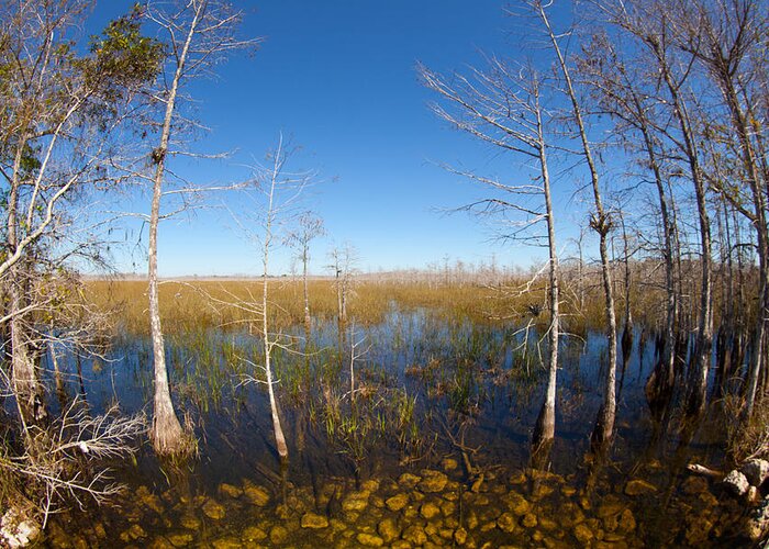 Everglades National Park Greeting Card featuring the photograph Everglades 85 by Michael Fryd