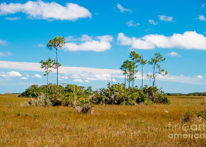 Beauty Greeting Card featuring the photograph Everglades landscape by Amanda Mohler