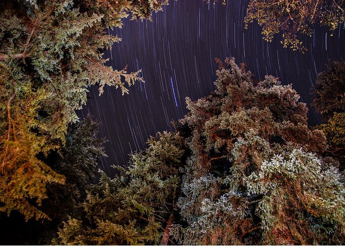 Star Trail Greeting Card featuring the photograph Evergreen Trees Star Trails by Pelo Blanco Photo