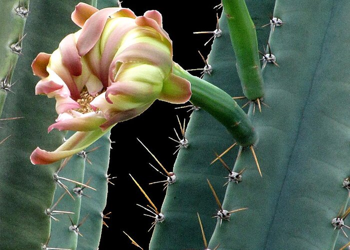Cactus Greeting Card featuring the photograph Every Cactus flower has it's thorns by Christopher Mercer