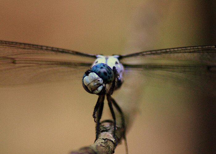 Dragonfly Greeting Card featuring the photograph Excuse Me But What Are You Doing by Jason Blalock