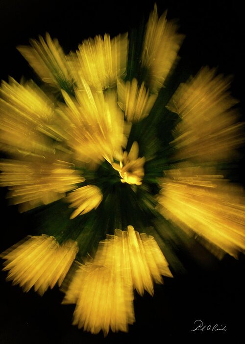 Color Greeting Card featuring the photograph Explosion of Mums by Frederic A Reinecke