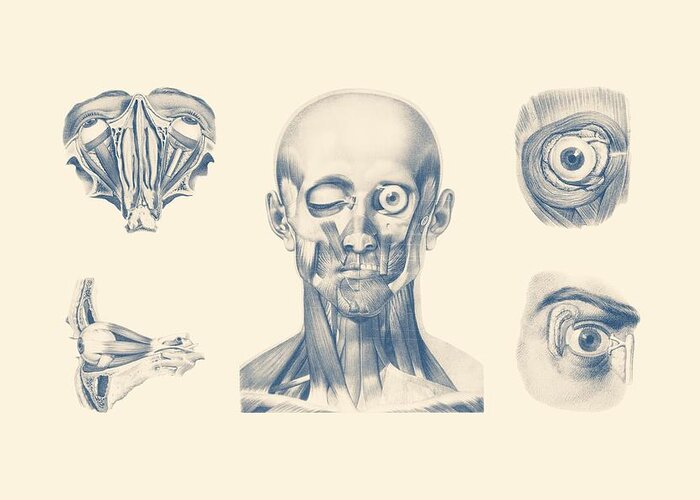 Face Anatomy Greeting Card featuring the mixed media Eye and Facial Anatomy - Multiview by Vintage Anatomy Prints
