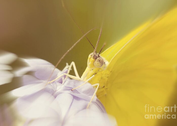 Eye Contact Greeting Card featuring the photograph Butterfly Eye Contact by Chris Scroggins