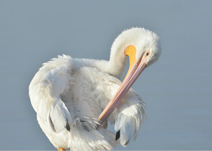 American White Pelican Greeting Card featuring the photograph Eye On The Details by Fraida Gutovich