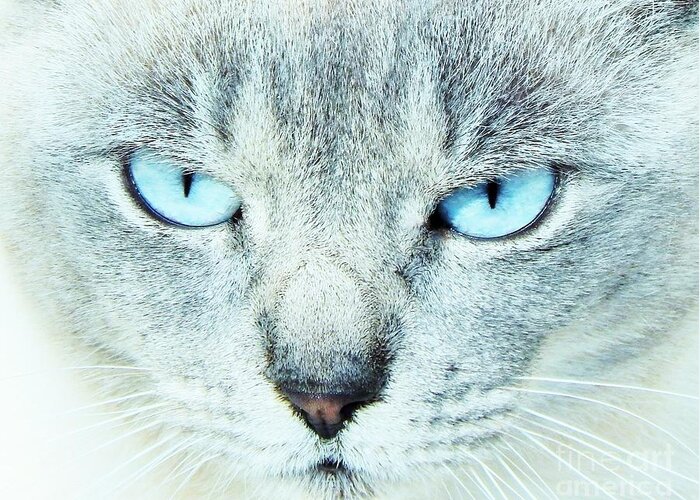Cat Greeting Card featuring the photograph Eyes Of Blue by Jan Gelders